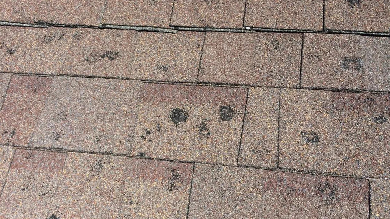 hail-bruised asphalt shingles with granule loss on a Colorado roof